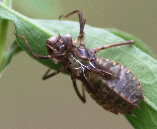 Dragonfly Larvae Images