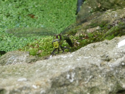 Dragonfly Larvae Images