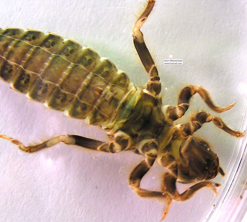 Dragonfly Larvae Images