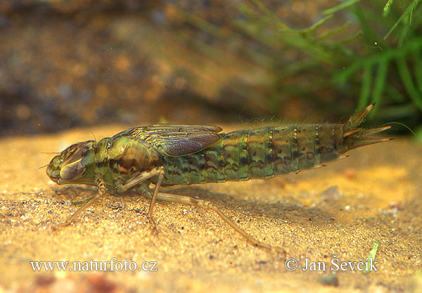 Dragonfly Larvae Images