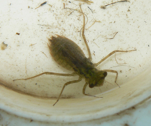 Dragonfly Larvae In Swimming Pool