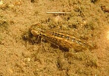 Dragonfly Larvae In Swimming Pool