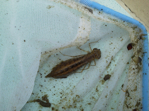 Dragonfly Larvae In Swimming Pool