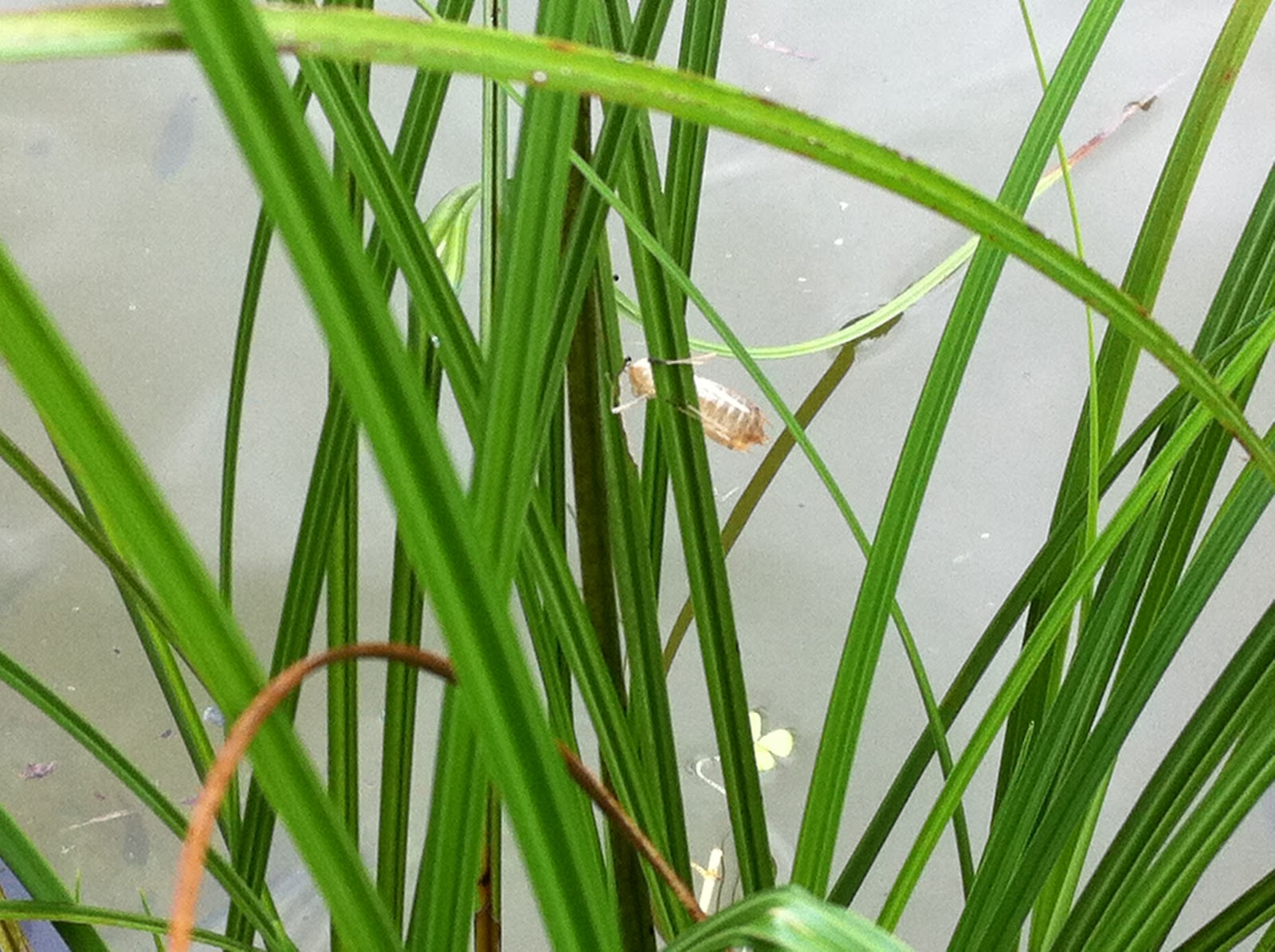 Dragonfly Larvae In Swimming Pool