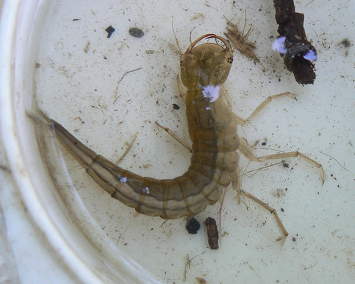 Dragonfly Larvae In Swimming Pool