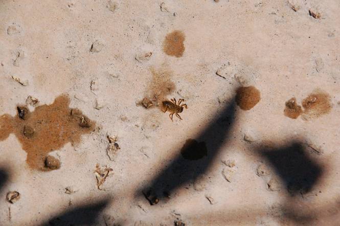 Dragonfly Larvae In Swimming Pool