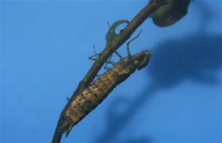 Dragonfly Larvae In Swimming Pool