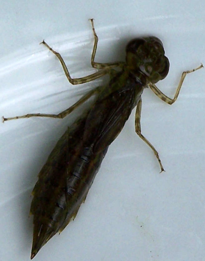 Dragonfly Larvae In Swimming Pool