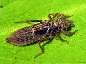 Dragonfly Larvae In Water