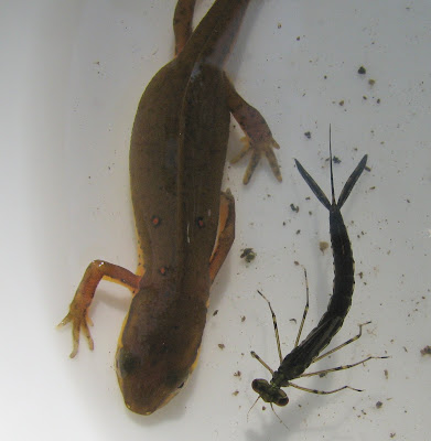 Dragonfly Larvae In Water