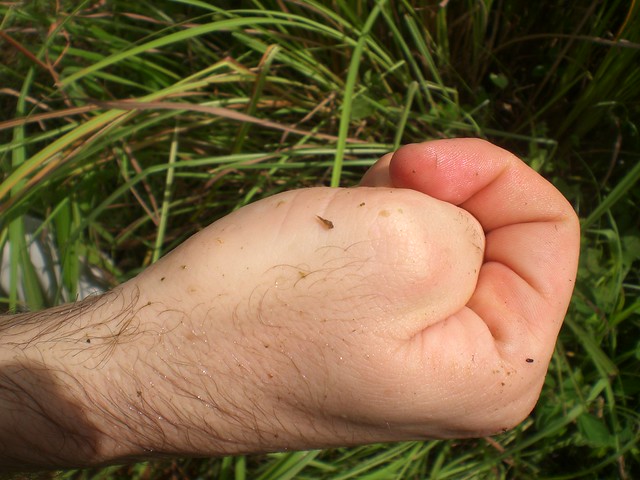 Dragonfly Larvae In Water