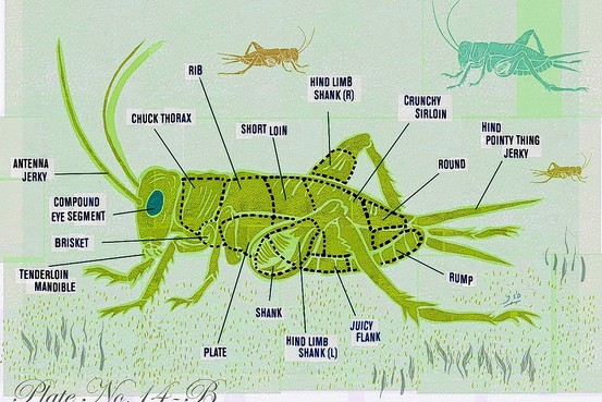 Dragonfly Larvae In Water