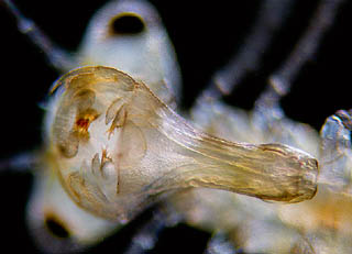 Dragonfly Larvae In Water