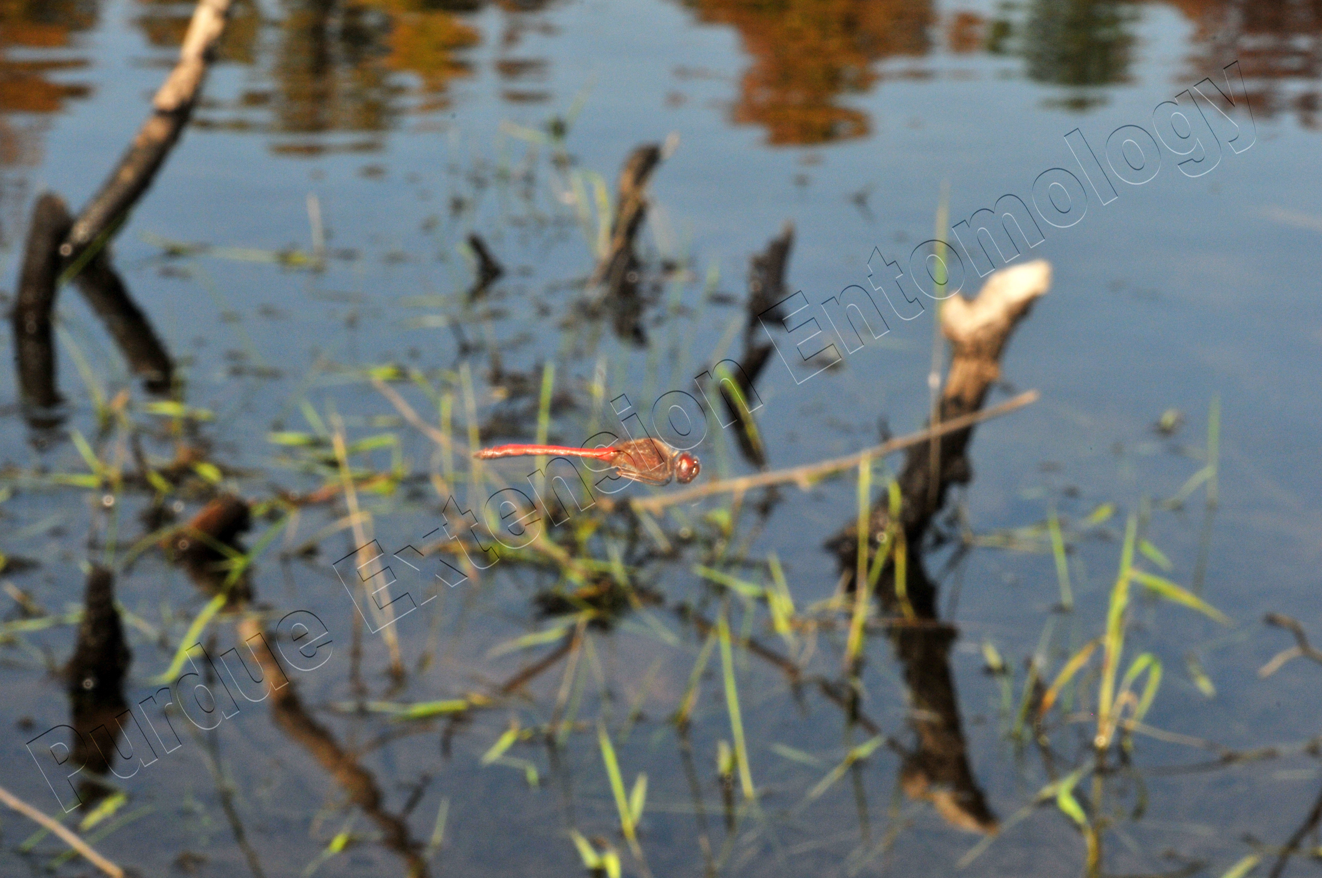 Dragonfly Larvae In Water