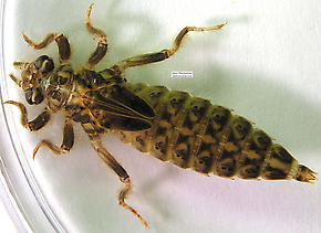 Dragonfly Larvae In Water