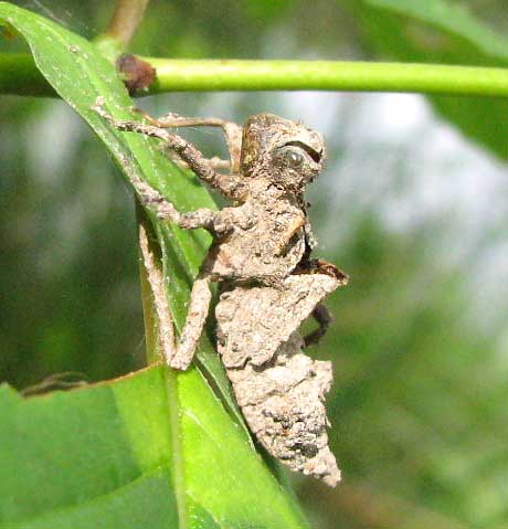 Dragonfly Larvae Name