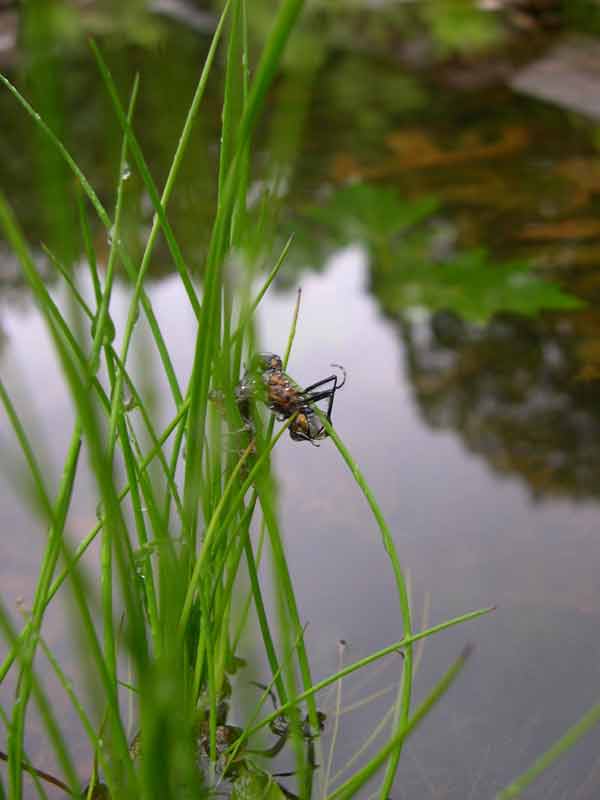 Dragonfly Nymph