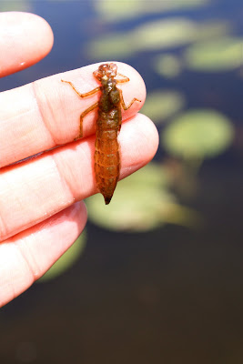 Dragonfly Nymph