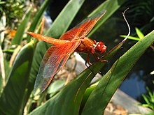 Dragonfly Nymph Diet