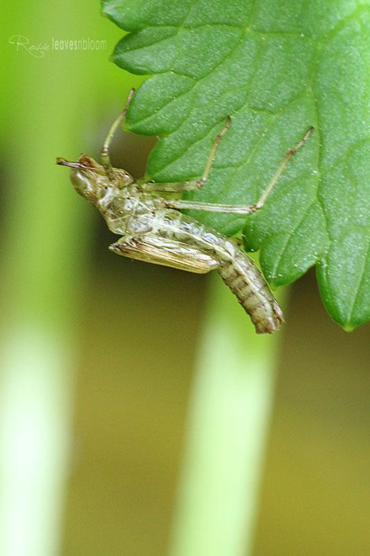 Dragonfly Nymph Diet