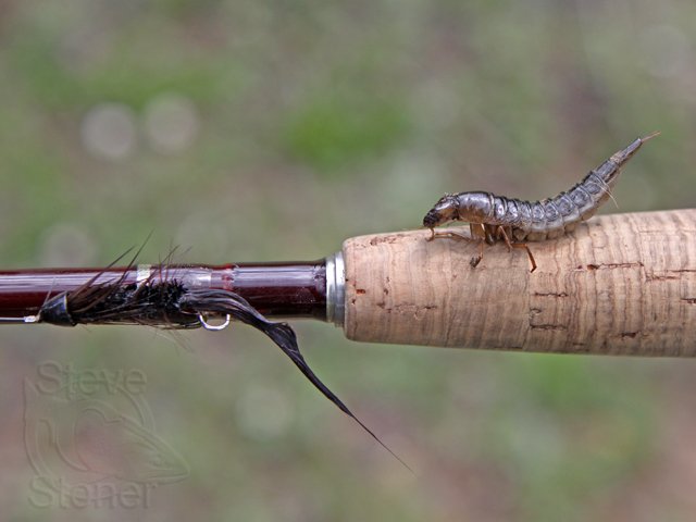 Dragonfly Nymph Fly