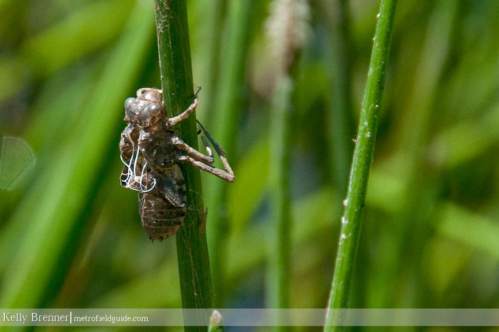 Dragonfly Nymph Habitat