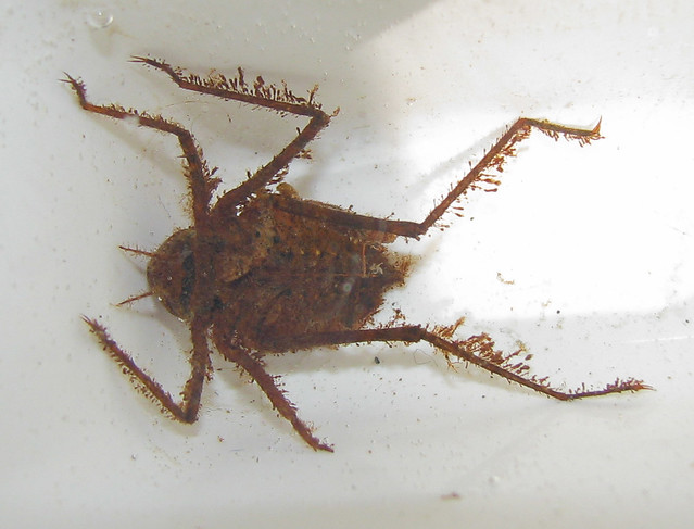 Dragonfly Nymph Habitat