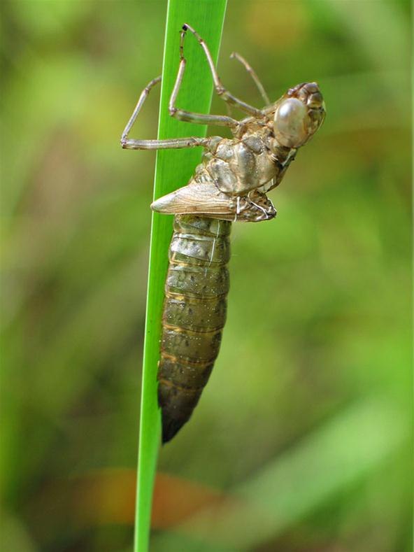 Dragonfly Nymph Habitat