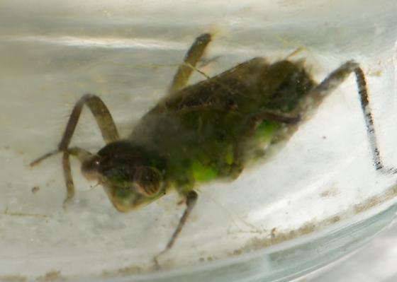 Dragonfly Nymph Identification