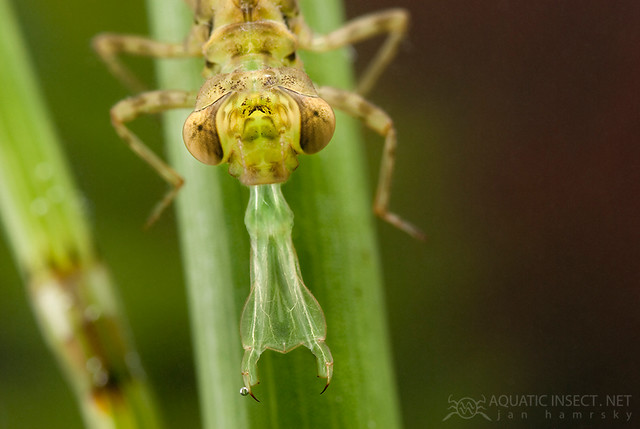 Dragonfly Nymph Labium