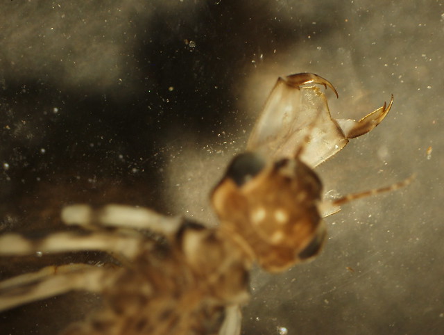 Dragonfly Nymph Labium