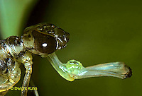 Dragonfly Nymph Labium