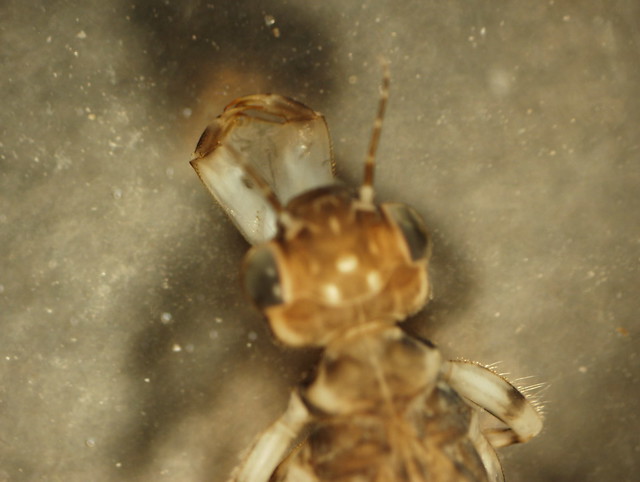 Dragonfly Nymph Labium