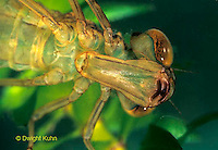 Dragonfly Nymph Labium