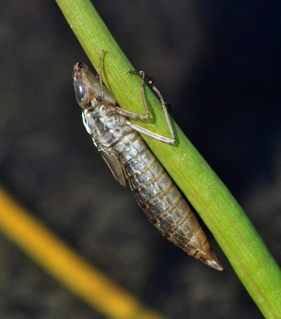 Dragonfly Nymph Life Cycle