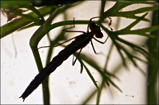 Dragonfly Nymph Life Cycle