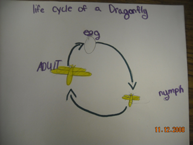 Dragonfly Nymph Life Cycle