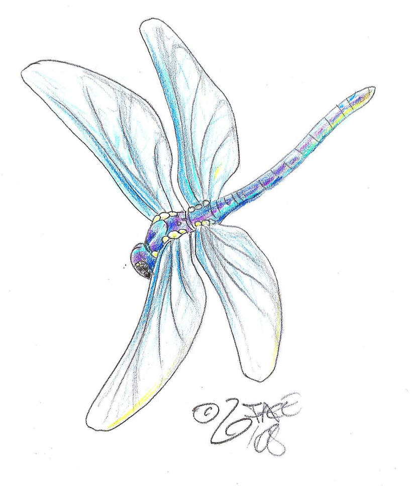 Dragonfly Tattoo Designs Free