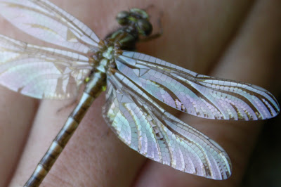 Dragonfly Wings