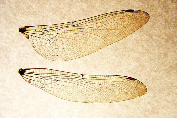 Dragonfly Wings