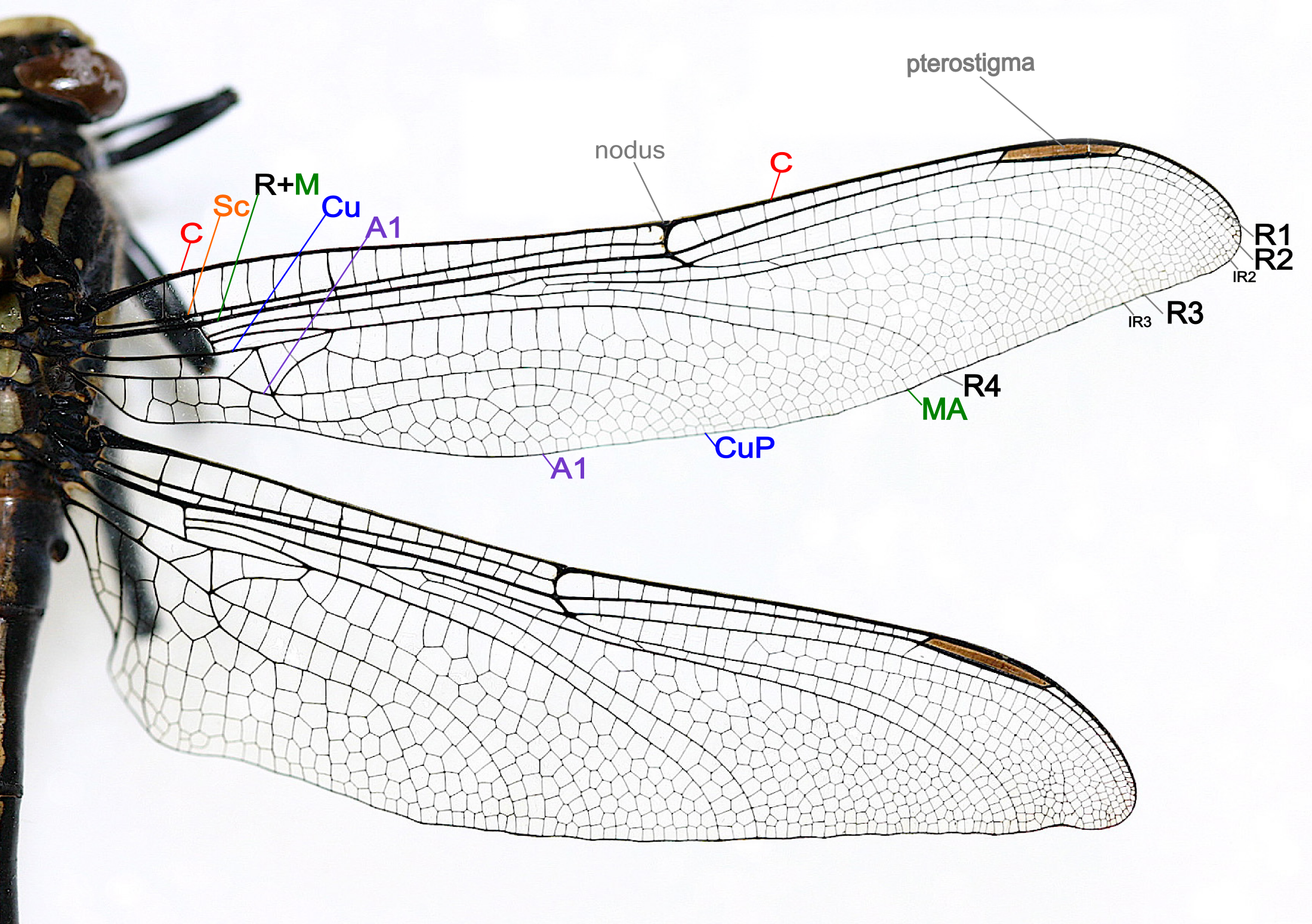 Dragonfly Wings