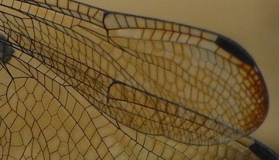 Dragonfly Wings Close Up