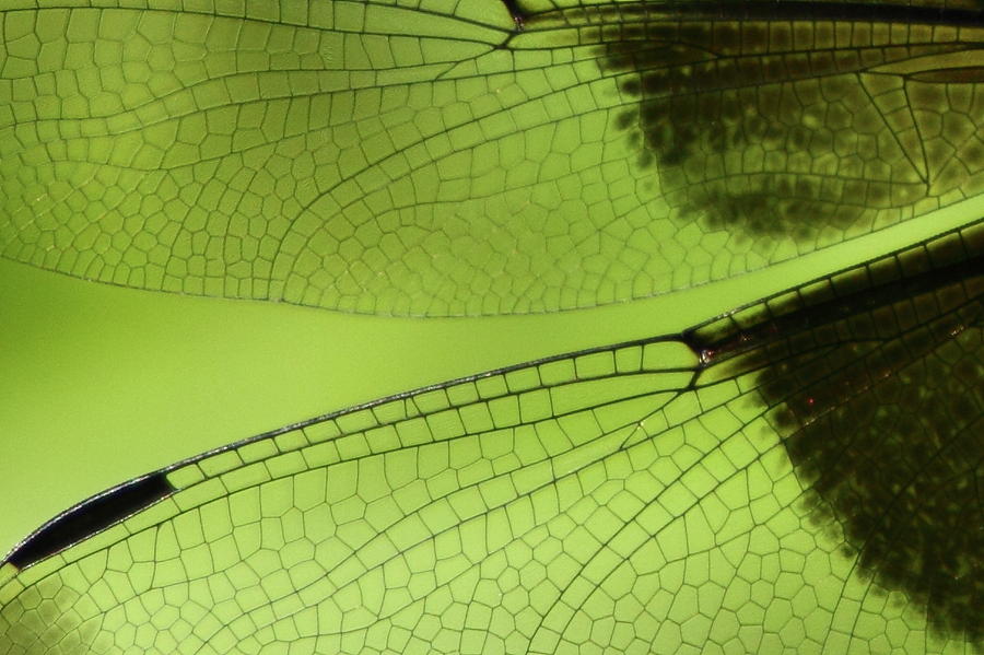 Dragonfly Wings Images