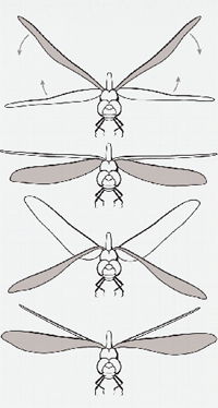 Dragonfly Wings Images