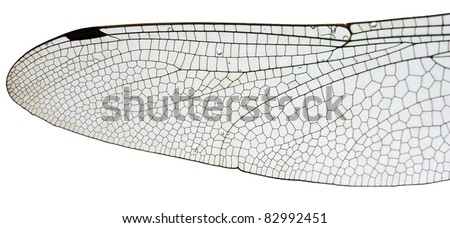 Dragonfly Wings Images