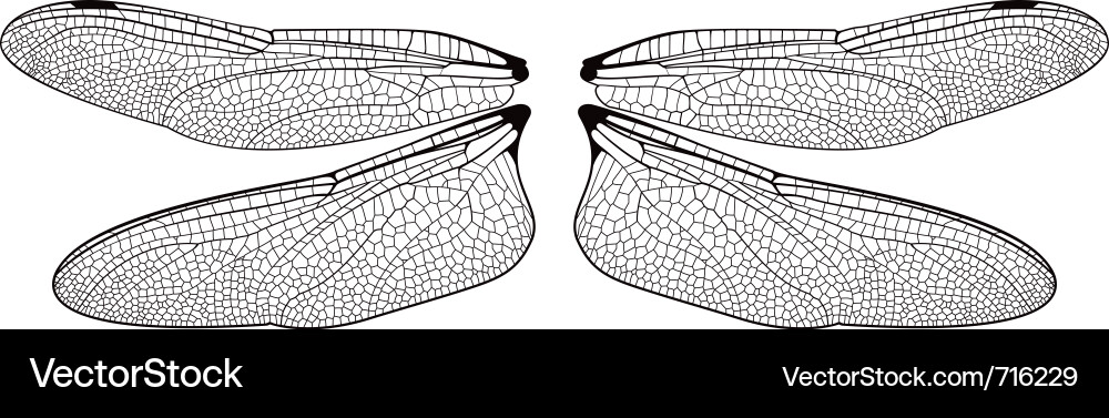 Dragonfly Wings Template