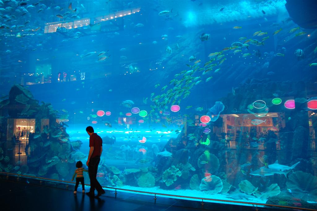 Dubai Mall Aquarium Breaks