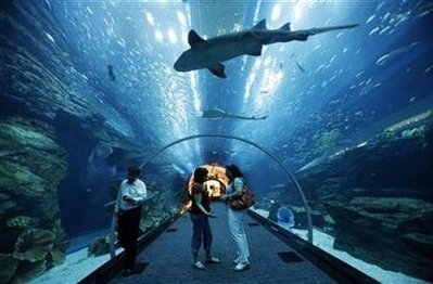 Dubai Mall Aquarium Breaks