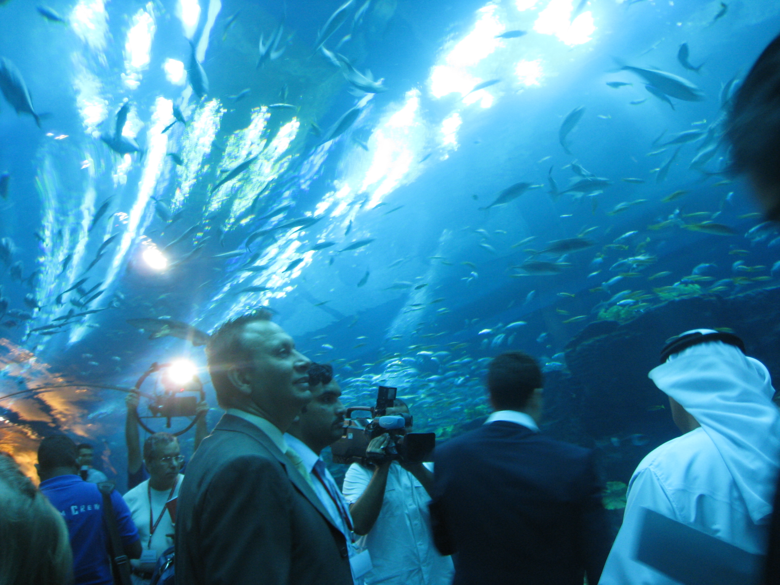 Dubai Mall Aquarium Breaks