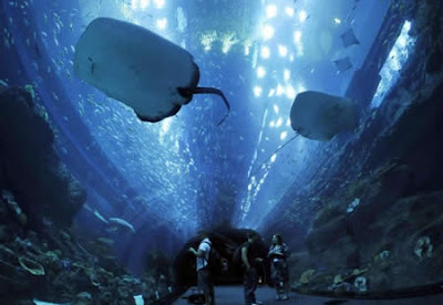 Dubai Mall Aquarium Breaks